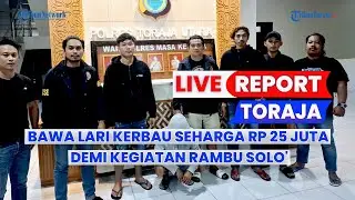 🔴 LIVE REPORT TORAJA: Bawa Lari Kerbau Seharga Rp 25 Juta demi Kegiatan Rambu Solo', YP Dipolisikan