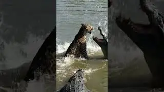 Leopard vs crocodile, real battle, #wildlife #shorts