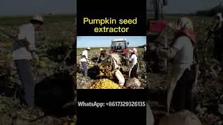 Save Time and Effort: Build Your Own Pumpkin Seed Extractor! #pumpkin #pumpkinseeds #extraction