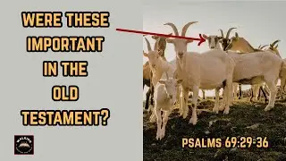 What Would David Do Once Delivered By God? | Psalms 69:29-36 | #bookofpsalms