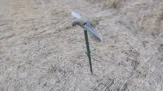 Dove season 2025 imperial valley CA 