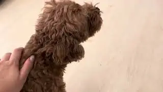 ももこちゃん、ちくわくん、ロンくん、まる丸くん
