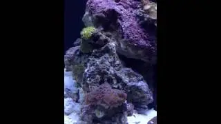 Nano Cube Reef Tank 5