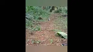 how  catching wild bird/tikling/wild bird..salabay trap/part01🦩🦤