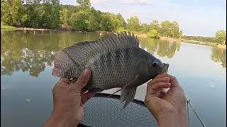 Trở lại điểm câu cũ từng hot một thời , liệu còn cá ?  #lenghiafishing  #fishing #cauca 