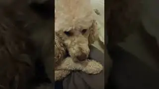 piccolino spero che vi piacca