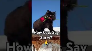 How Do Cats Say Sorry? 🙏😢