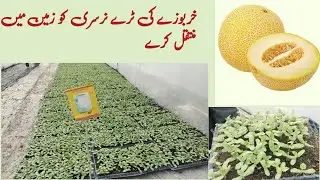 How to transplant Melon Tray Nursery in field|خربوزے کی ٹرے نرسری|Kharboza ki Ksaht tray mein|