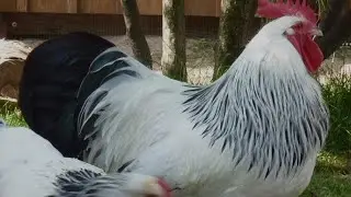 British Chickens Breeds