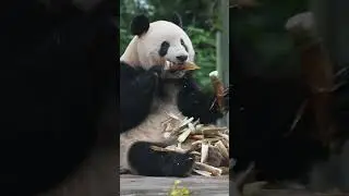 🐼 Cutest Animal Ever! Panda Compilation！The Funniest & Cutest Bear in the World #panda #cute #funny