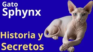 . El Gato Sphynx: La Raza Más Sorprendente del Mundo Felino