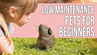 Low Maintenance Pets for Beginners