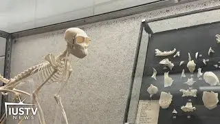 IU professor helps make shocking discovery among extinct monkey research | IUSTV News