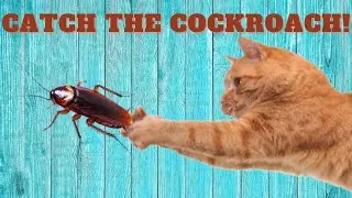 Cat Games Catch Cockroach * Cat Cockroach Hunt * Cat Games on Screen * Cat TV * Video for cats