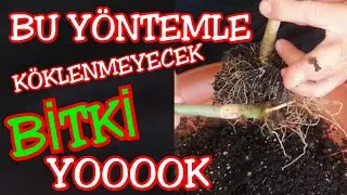 Her Bitki Bu Yöntemle Kolayca Çoğalır