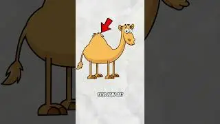 Inside A Camel Hump 😱 #facts #camel