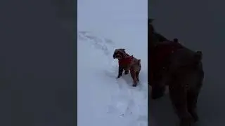 Когда тебе немного не хватает штанов!