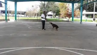 Progressive Dog Training