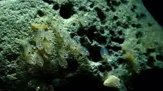 Desert Goby Chlamydogobius eremius Amazingly Revealing Macro Photos: Incubation of eggs  and larvae