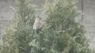 ловля репелов на местах ночевки.pardillo repeler la pesca.linnet repelir pesca.اصطياد الطيور