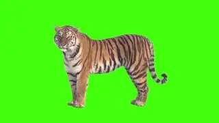 greenscreen harimau/tiger greenscreen