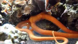 Orange / Red Serpent Sea Star in a coral reef tank