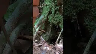 Giant Tarantel Vogelspinne - im Regenwald / Amazonas  #outdoor #tarantula  #wildanimals #regenwald