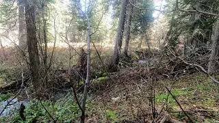 Forest Bath Meditation, 5min Cache Creek, Jackson Wyoming