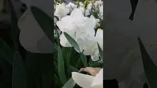 Парк Перемоги #nature #ukraine #киев #travel #flowers #shorts #rose #tulip #gardening #garden 2025
