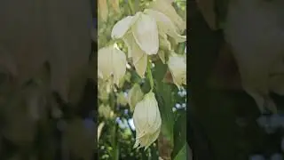 #Юкка  3 цветоноса ,первый  отцвёл. #yucca.#plants. 19.06.2025.