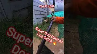 Flash Running Dog Catching Trailer #dog #running #flash #dogwithpublicsafety #ytviral