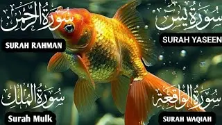 Heart Melting Recitation ❤️Surah Yaseen❤️ Surah Rahman❤️ Surah Mulk❤️Surah Waqiah #quran 