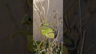 Kung Fu Mantis
