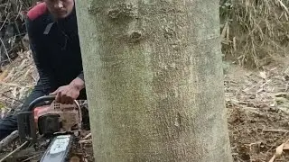cut down the giant tree