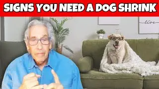 You've Been Missing the Signs You NEED a Pet Shrink