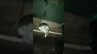 Mid night peahen high🦚🦚 sound#shorts #video #dream  world