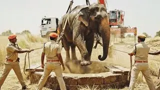 Smart Dog Becomes Hero 🐕 | Rescue Team Saves Elephant Trapped in Well 🐘