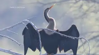 Rare tropical bird spotted in Colorado