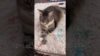 Crossed Legs, Classy Cat 🐱.      #catshorts #funnycat #cutecat #cat #catlovers