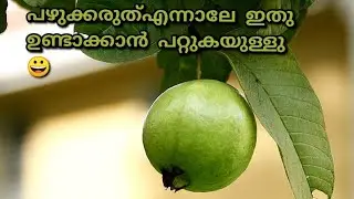 പേരക്ക പഴുക്കാൻ  കാത്തുനിൽക്കരുത് #rawguava #rajaskingdom #juice