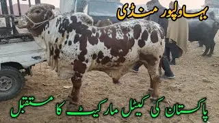 Bahawalpur Mandi: The Future of Pakistan&rsquo;s Cattle Trade #bahawalpurmandi #cow#qurbani
