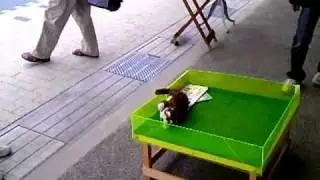 Japonsko: Robotick&aacute; chechto-kočka 2