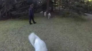 Inuit Sled Dogs running free in the yard at Base Camp Bigfork
