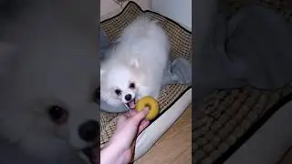 VERY CUTE 🐶🐶