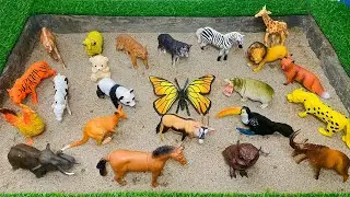 Learn Animal Names for Kids! | Lion, Giraffe, Kangaroo, Tiger, Zebra & More!