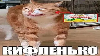 Качаем диджитал до Макса и квесты 5/80 день
