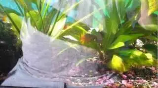 Alpha killifish fighting