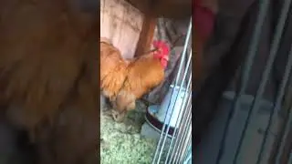 Wow ! Golden Heavy Buff Hen Lay Her First Egg 😃 Pets Vlog