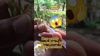 Paddy emasculation using an 