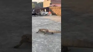 #snake #snakevideo #snakebite #cobra #viral #wildlife ​@Panchal_Ji_Snake_Expert ⁠ #shorts